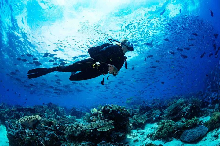 Explore the stunning underwater world of Dibba Al Fujairah where diverse marine life and ancient shipwrecks await adventurous divers ready for an unforgettable experience. Discover the hidden treasures beneath the waves.